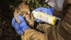 La velutina se muere por el verm�