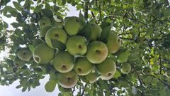 Quince peras agrupadas en la misma rama del frutal