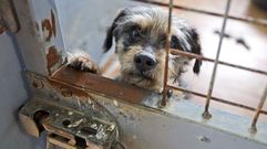Los perros Mi�anco y Oubi�a de Pontevedra