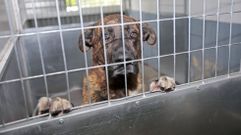 En la protectora de animales Os Palleiros cuidan actualmente 96 perros.