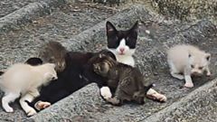 La gata con sus cr�as, en el exterior de una vivienda de Arillo.