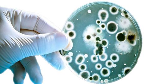 Determinados microorganismos est�n asociados a la fatiga mental o f�sica