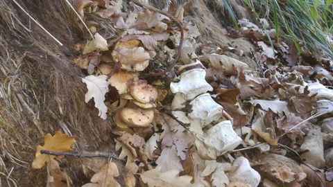 Restos esqueletizados de un ejemplar de oso en El Bierzo