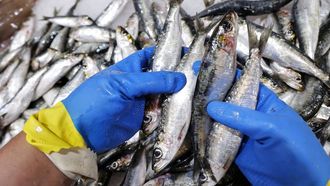 Sardinas frescas, en una imagen de archivo.