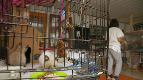 Refugio de gatos de Callejeros Barbanza