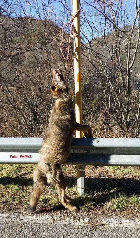Lobo colgado en Teverga