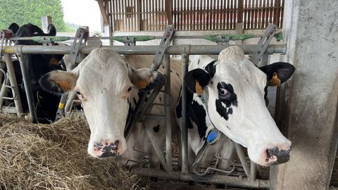 Imagen de archivo de unas vacas en una granja l�ctea de Galicia