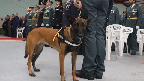 Un perro del servicio cinolgico de la Guardia Civil de Ourense.