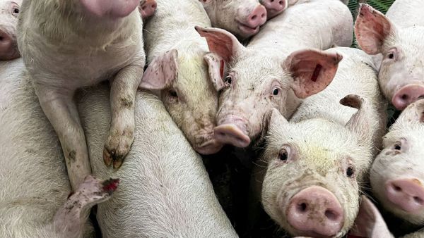 Imagen de archivo de unos lechones