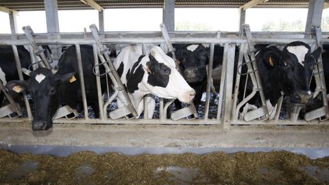 Vacas de raza frisona en una explotaci�n l�ctea de A Mari�a