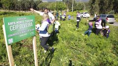 �B�scate en la plantaci�n de �rboles de la ANPA Monte Tah�me en Oleiros!