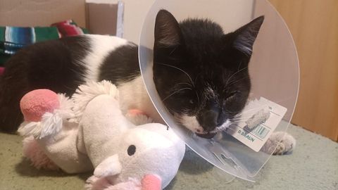 El gato Mico durante las pocas horas que estuvo en su casa tras la primera operacin.