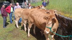 Los animales presentados al concurso pertenecen a ganaderas de O Corgo, de Samos y de Friol  