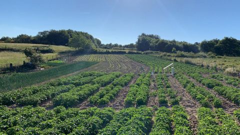 Fincas de cultivo de patatas en A Limia. 