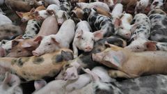 Imagen de archivo de unos lechones