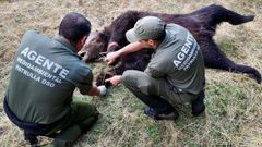 El Principado denuncia un nuevo caso de furtivismo tras hallar un oso muerto con un lazo en Degaa.