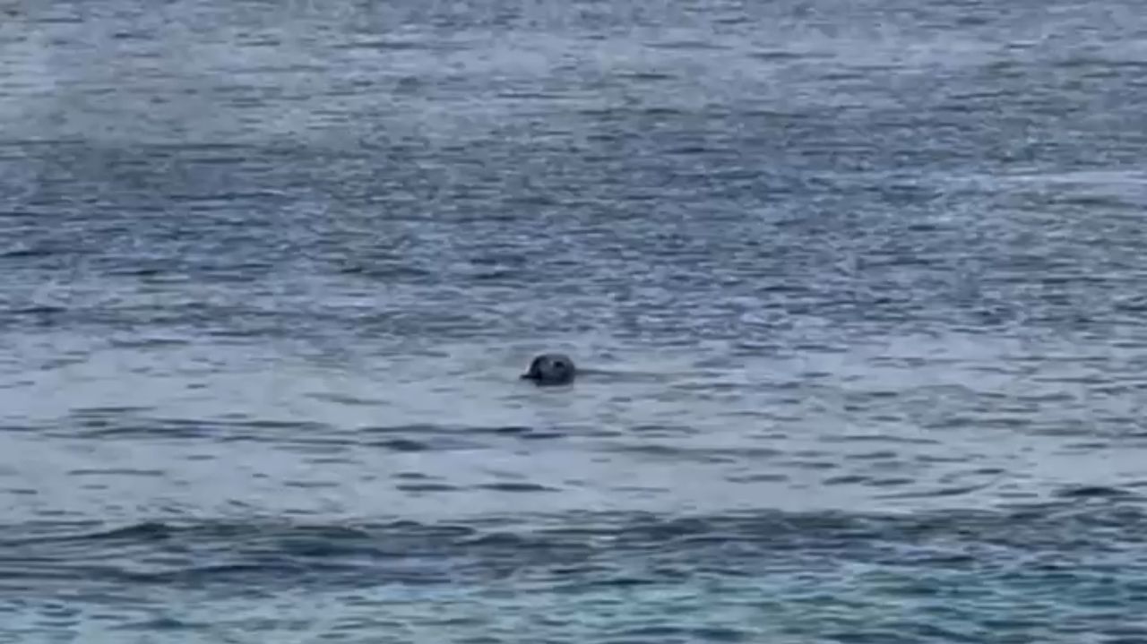 Una foca gris visita la Illa de Ons