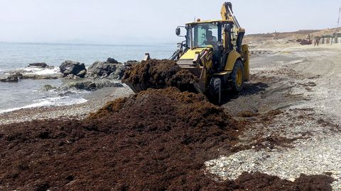Trabajos de retirada de alga asi�tica en Ceuta