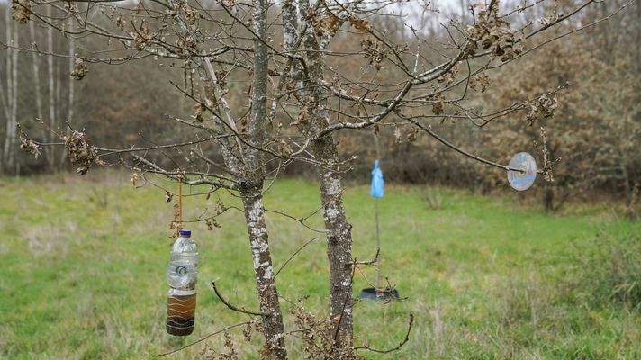 Las trampas contra velutinas en árboles son frecuentes últimamente en muchas zonas de Galicia