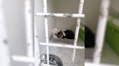 Dos gatos callejeros de Taboada, recogidos para su esterilizaci�n y posterior suelta por la protectora Adopta Friol
