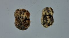 Dientes de cerdo extra�dos de una tumba del cementerio medieval de Cereixa, que ahora se est� intentando datar mediante un an�lisis de carbono 14