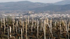Una de las zonas de vi�edo que se conservan en la parroquia monfortina de Moreda
