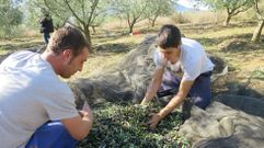 Recogida de la cosecha de aceituna en un olivar de la parroquia de Bendollo