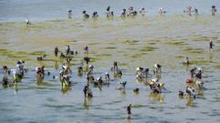 Mariscadoras a pie en la ría de Pontevedra