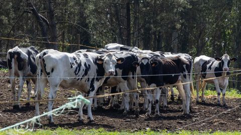 Vacas pastando en una finca de Carballo