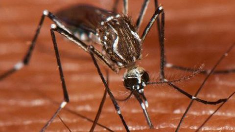 La tercera especie de mosquito m�s peligrosa localizada en Espa�a: el de la fiebre amarilla