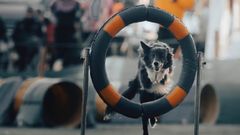 Una de las disciplinas caninas de moda es el agility