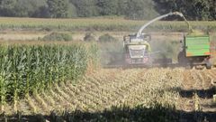 Trabajo de recoleccin de maz en una finca de Sarria en la campaa del 2022.