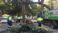 Operarios municipales retiran la madera del �rbol que se desplom� en el Cant�n
