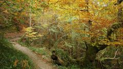 Devesa da Rogueira, na serra de O Courel.