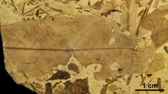 Angiosperma terrestre de Estercuel comido por insectos.