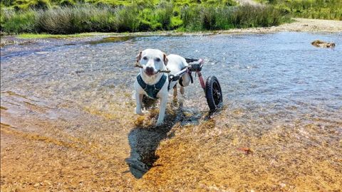 Duna, con su silla de ruedas especial, en una foto cedida por el refugio de Moug