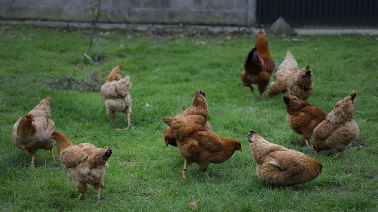 Galicia podr� volver a criar a todas sus gallinas en libertad
