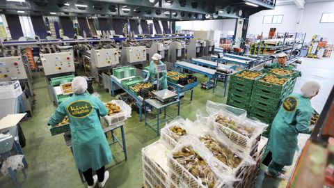 Imagen de archivode la cadena de envasado de Kiwi Atlntico. La compaa cosecha una parte importante de su produccin en O Baixo Mio y la sede se encuentra en Ribadumia.