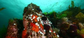 As� de colorido y vivo captaron el fondo de la r�a viveirense.