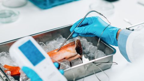 Pez utilizado en un experimento cient�fico