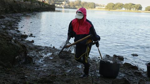 Un mariscador arrastrando un capacho en la ría de O Burgo.