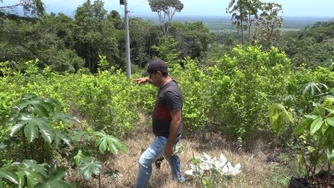 Campesinos del Catatumbo colombiano optan por dejar la coca y pasarse al cacao