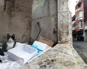 Los gatos frecuentan el edificio, convertido en basurero. 