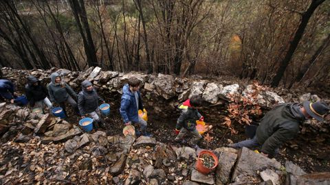 En diciembre se desarroll� en Sober una iniciativa para replantar terrenos quemados