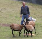 Manuel Soto, el presidente, con las nuevas ovejas de Camern. 