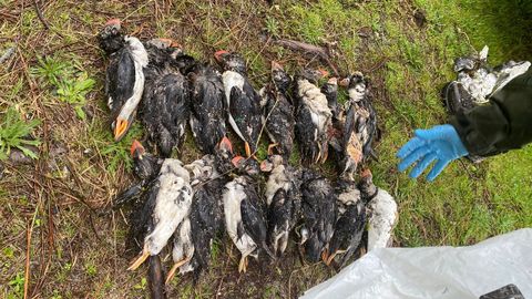 Axentes Ambientais de la Xunta recogieron el lunes los cad�veres de los frailecillos