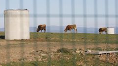 Vacas pastando entre los soportes destinados a los paneles solares de Seteventos