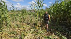 FINCAS DE MAZ ARRASADAS. Como explican algunos ganaderos, hay daos que solo se conocern en el momento del ensilado, especialmente en las de mayor tamao. Pero otros son muy visibles. En la imagen, Antonio Muo inspeccion ayer una de la fincas que trabaja, situada en la parroquia de Artes. 