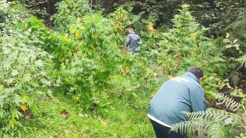 Plantaci�n de marihuana