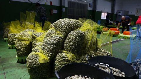 Un d�a de subasta en la lonja de Campelo, donde venden las mariscadoras de Rax� cuando pueden faenar